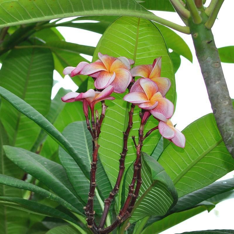 Earth Angels Plumeria Plant  (Hybrid, Pack of 1)