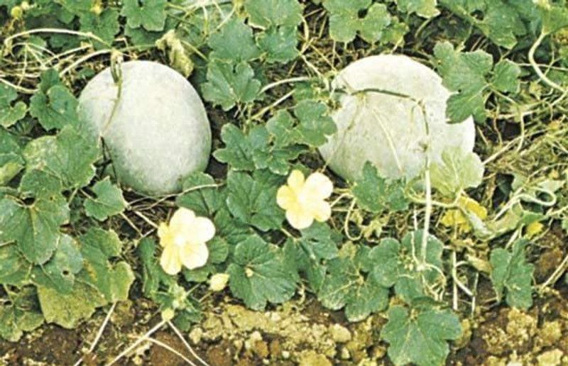 Aywal Ash Gourd Seeds for Home and Kitchen and Vegetable Gardening Seed  (46 per packet)