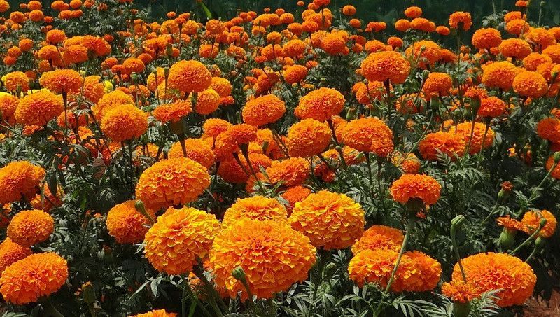 DRoz Seeds Marigold Flowers Orange Colour Super Quality Seeds - Pack of 50 Seeds Premium Quality DRoz Seed  (50 per packet)