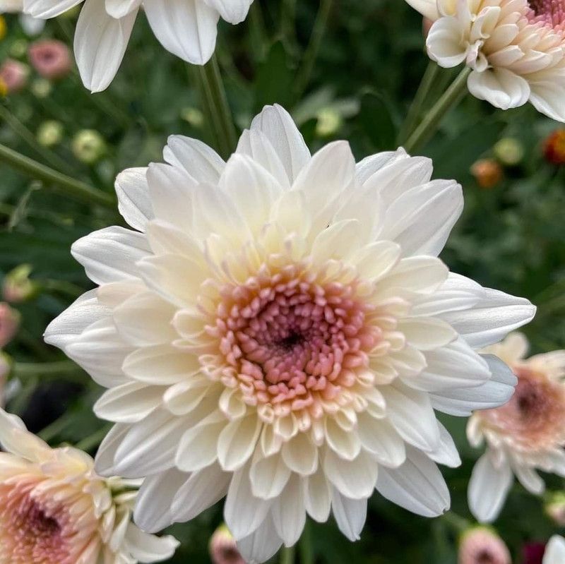 Nodoc Chrysanthemum white flower Seed  (45 per packet)