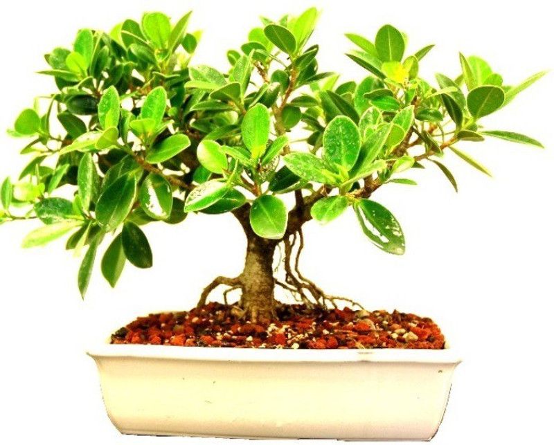 The Nursery Ficus Plant  (Hybrid, Pack of 1)