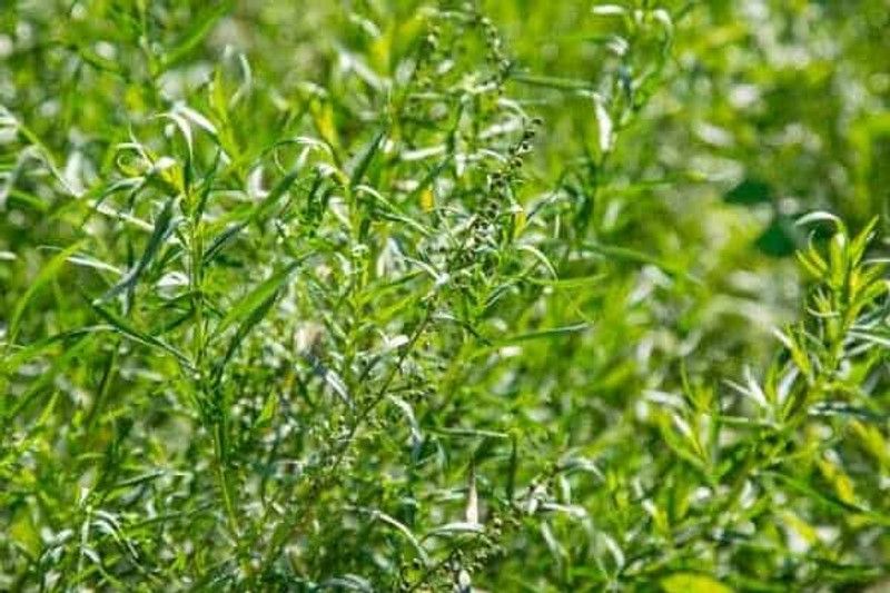 XOLDA Organic terragon herb Seed  (27 per packet)