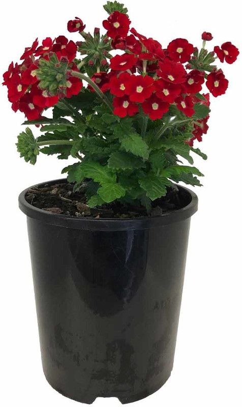 NurseryNature Verbena Plant  (Hybrid, Pack of 1)