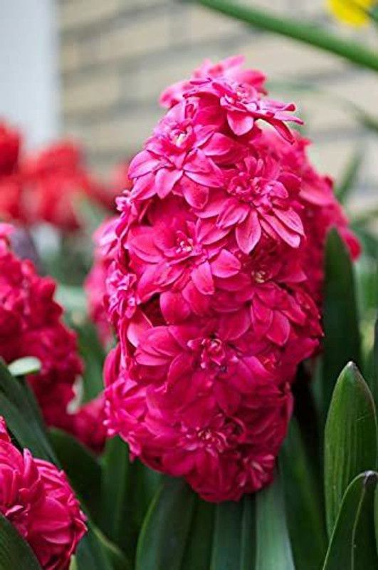 Nature Gallery Hyacinth "Holly Hock" Imported Flower Bulbs - Pack of 5 Bulbs Seed  (5 per packet)