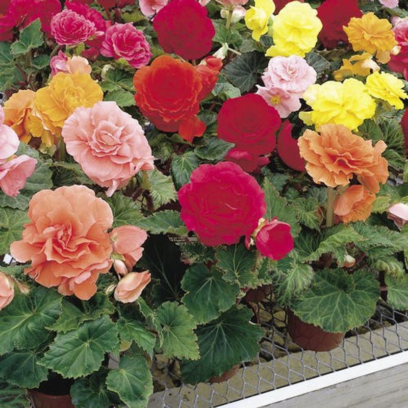 XOLDA Exotic Begonia Mix Seed  (63 per packet)