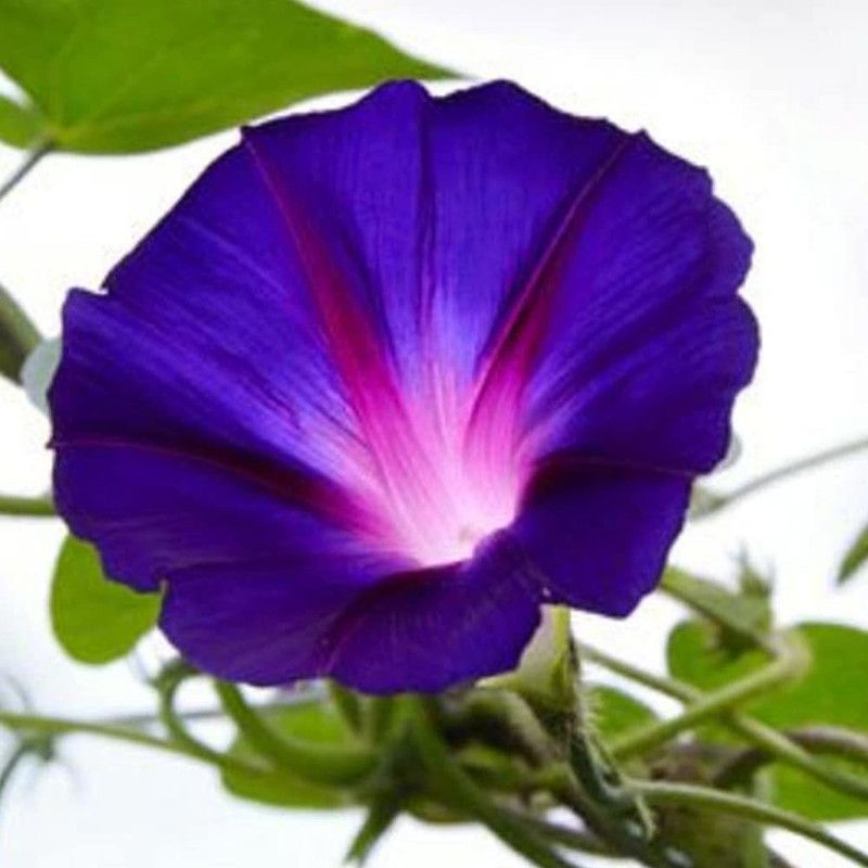 KANAYA Morning Glory Flower Seeds Seed  (39 per packet)