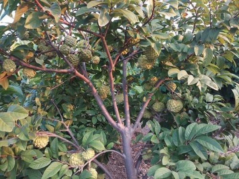 Mozette Hybrid Custard Apple Seed  (65 per packet)