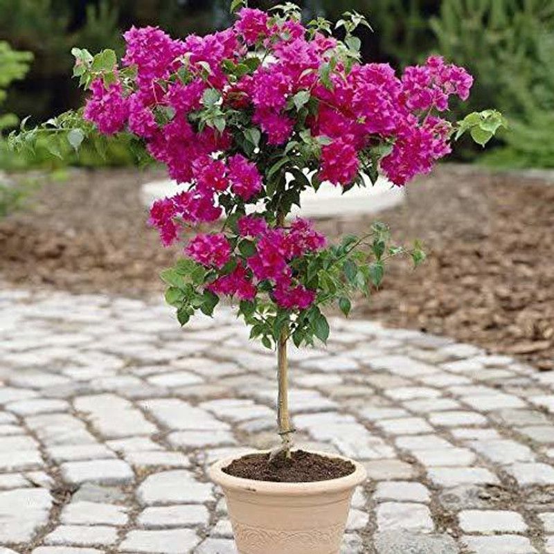 GETFLIX Bougainvillea Plant  (Hybrid, Pack of 1)