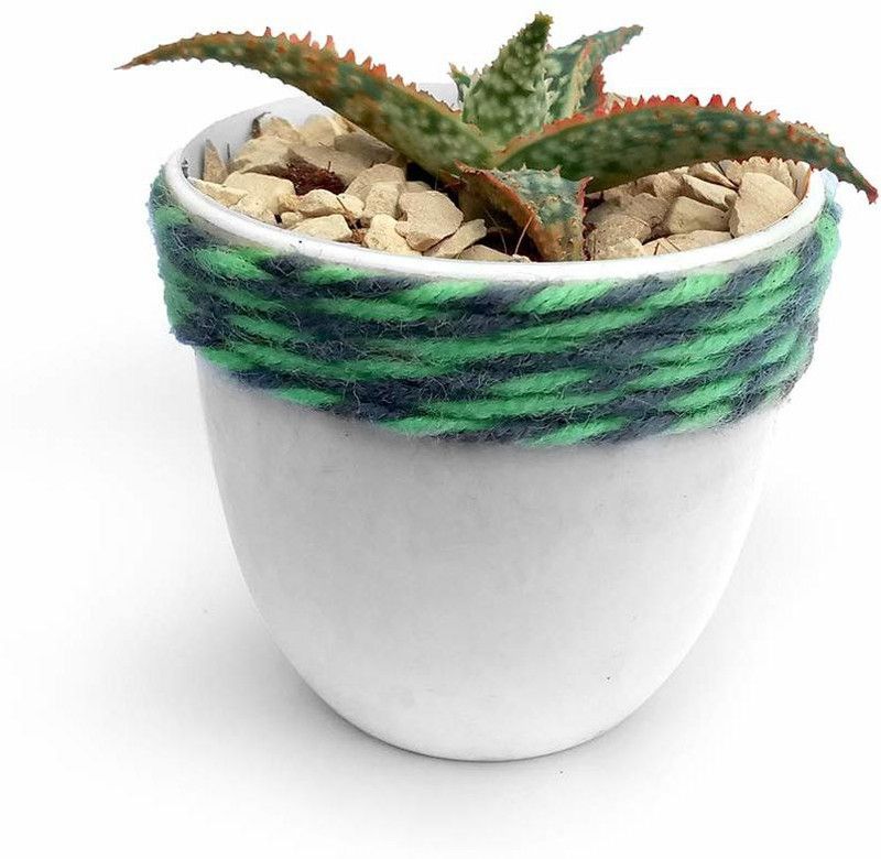 HILLMART Carmona Plant  (Pack of 1)