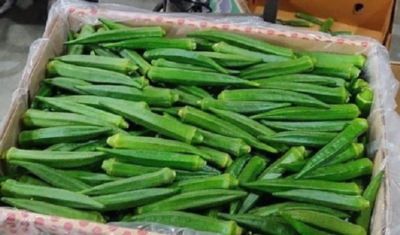 XOLDA Okra Vegetable Seed  (15 per packet)