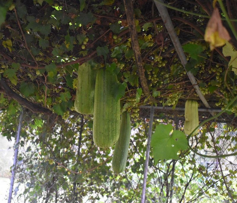 UGRA Luffa tori Sponge Gourd Seed  (150 per packet)