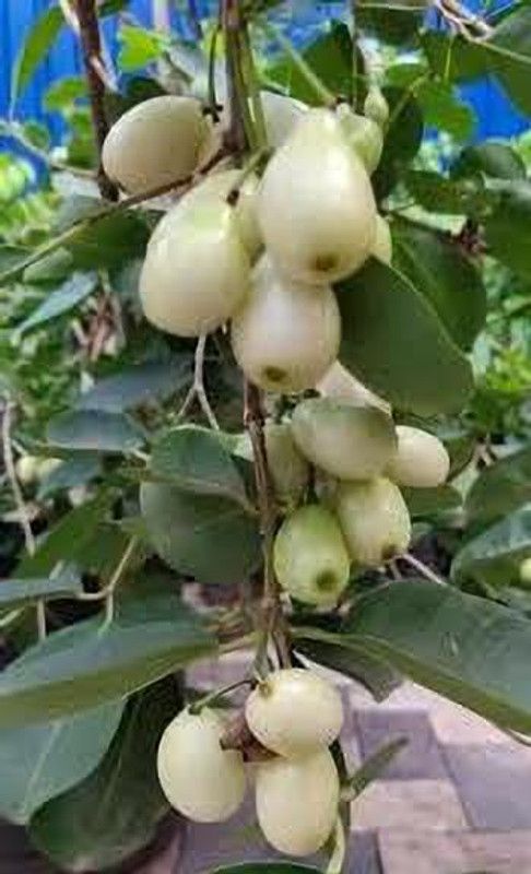 Globalplants Jamun Plant  (Hybrid, Pack of 1)