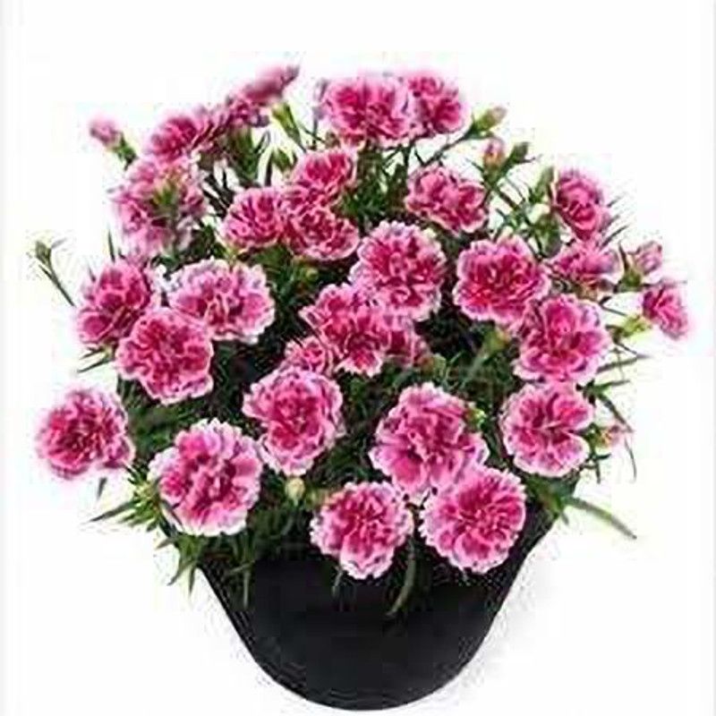 CYBEXIS Carnation Rose F1 Hybrid Seeds Seed  (1 g)