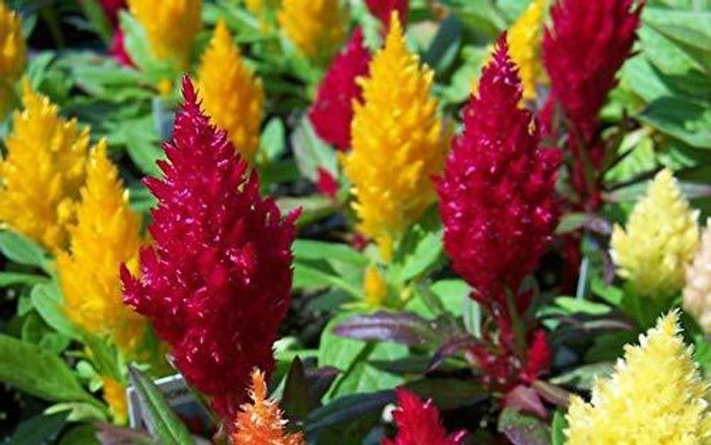 CYBEXIS Celosia Pulmosa Flower -Mixed Color Flower Seed  (50 per packet)