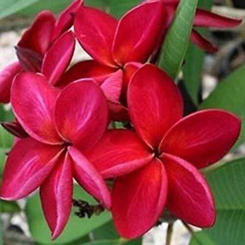 Tigress Kaner Plant  (Hybrid, Pack of 1)