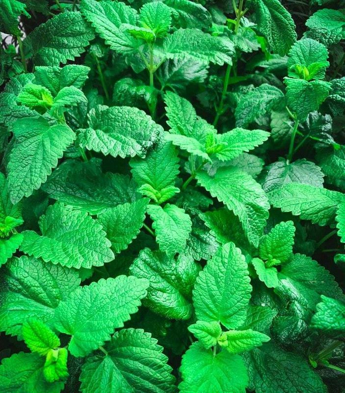 XOLDA Organic balm mint herb Seed  (21 per packet)