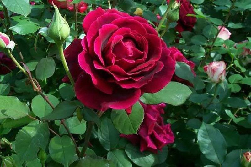 OMOM ROSE Seed  (101 per packet)
