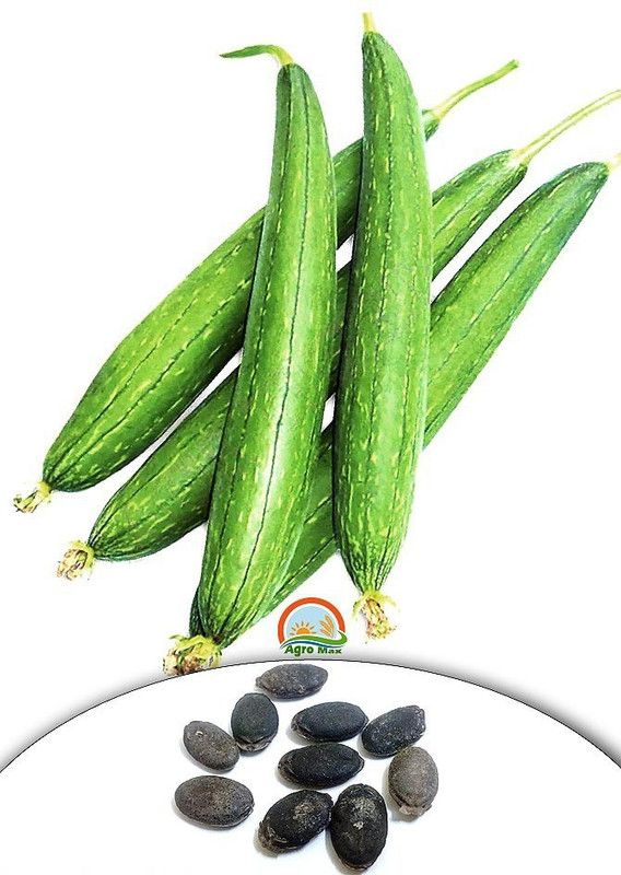 GREENBAAG Sponge Gourd, Turai, Turaiya, Gilki, Chikni, Galka Seed  (160 per packet)
