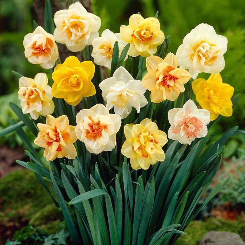 Udanta Daffodil Flower Bulbs Mix Color For Home Garden Suitable Any Climate Pack Of 5 Pc Seed  (5 per packet)