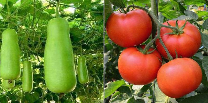 dreamseawaves BOTTLE GOURD LONG&TOMATO AGRI Seed  (20 per packet)