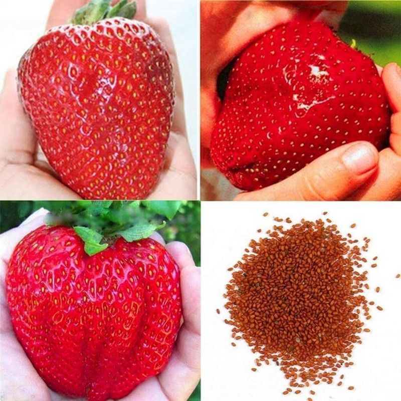 Nodoc Strawberry Seed  (20 per packet)