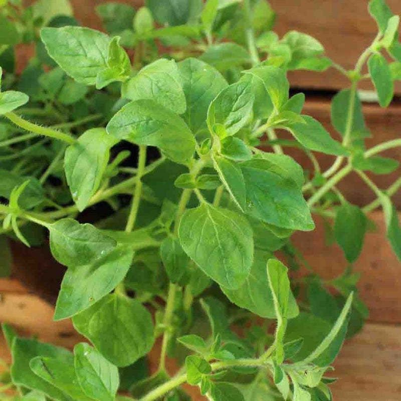 Nodoc Oregano Plant Seed  (26 per packet)