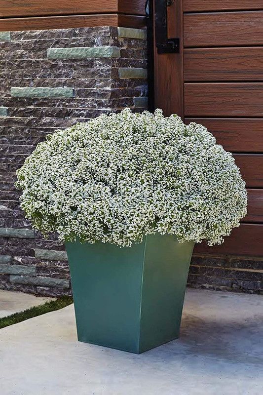 CYBEXIS Flower Seeds : Alyssum Rosie O Day Seed  (1 g)