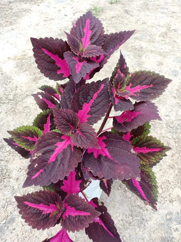 KANAYA Coleus Rainbow Mix Flower Seeds For Kitchen Gardening Seed  (34 per packet)