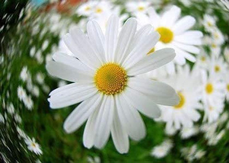 CYBEXIS Heath Aster (White Prairie Aster) Aster Ericoides Flower Seeds Seed  (50 per packet)