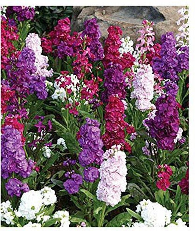 KANAYA Stock Matthiola Incana Double Mix Flower Seed  (20 per packet)