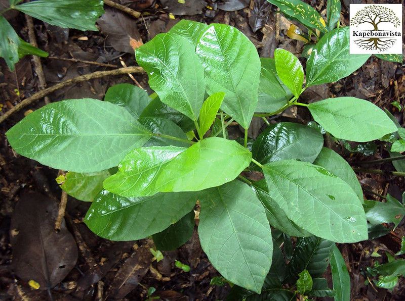 Kapebonavista Danti Katari Wild Croton Living Plant in Poly Bag seeds Seed  (1 per packet)
