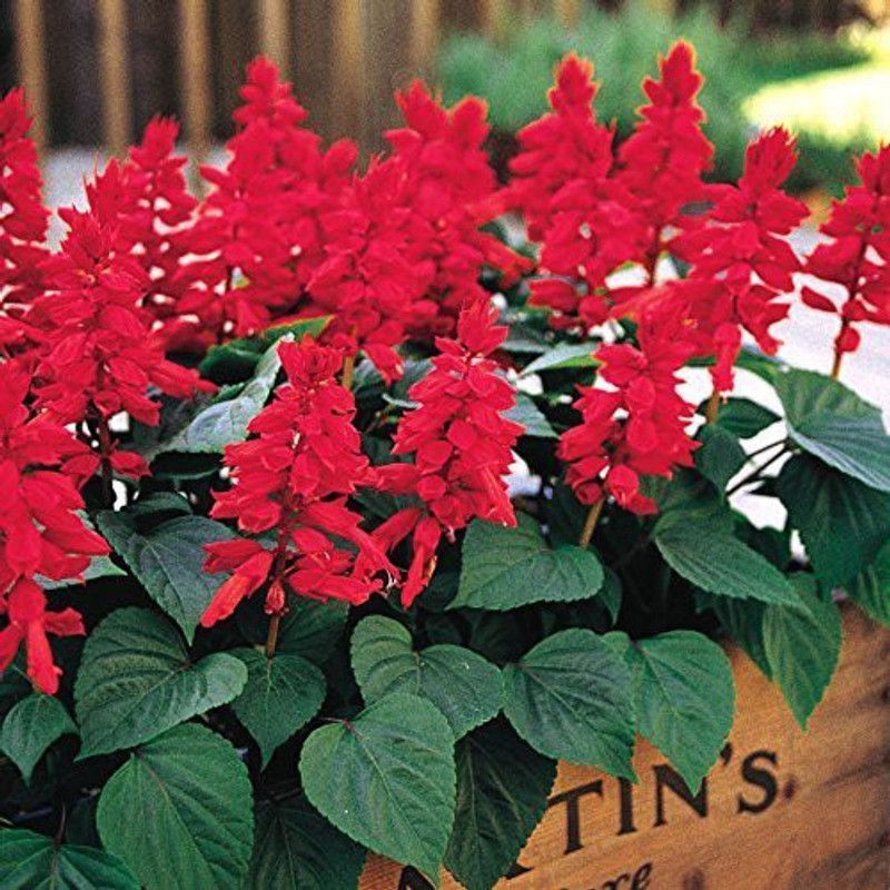 CYBEXIS Hybrid Seeds Good Germination Salvia Flower Seed  (1 g)