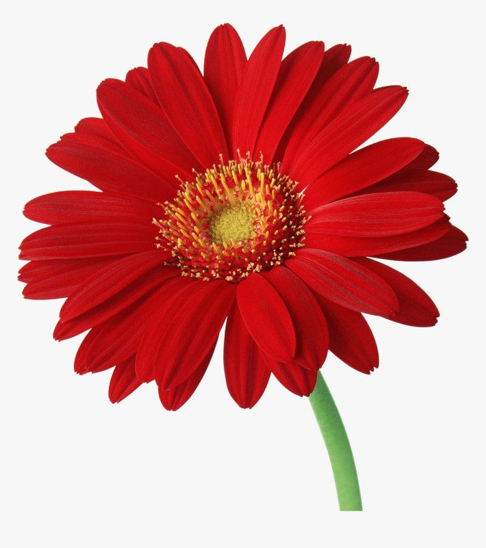 XOLDA Daisy red Seed  (95 per packet)