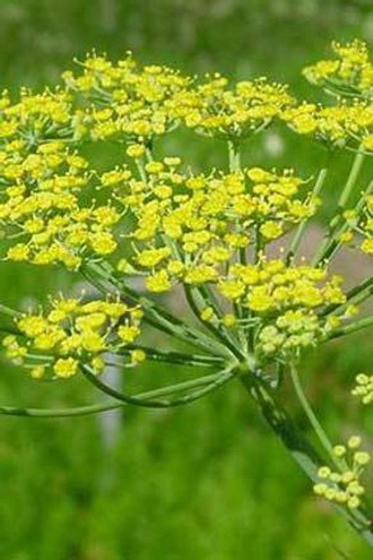 Nodoc Sweet fennle Seed  (25 per packet)