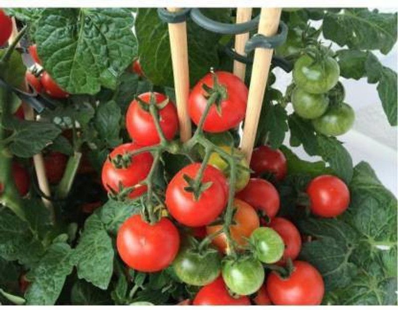 Greenery Seed Retail Tomato seeds Seed  (50 per packet)