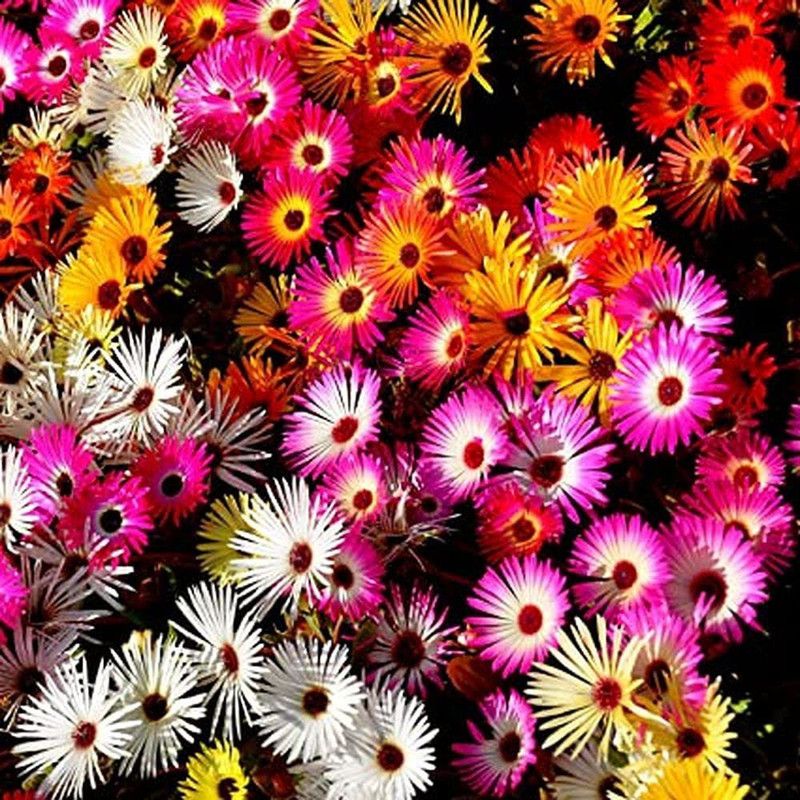 KANAYA Ice Mix Colors Seeds F1 Hybrid Seeds For Home Gardening Seed  (10 per packet)