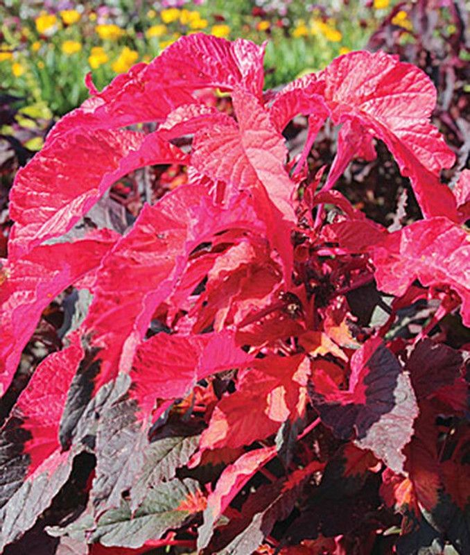 VibeX Amaranthus Seed  (50 per packet)