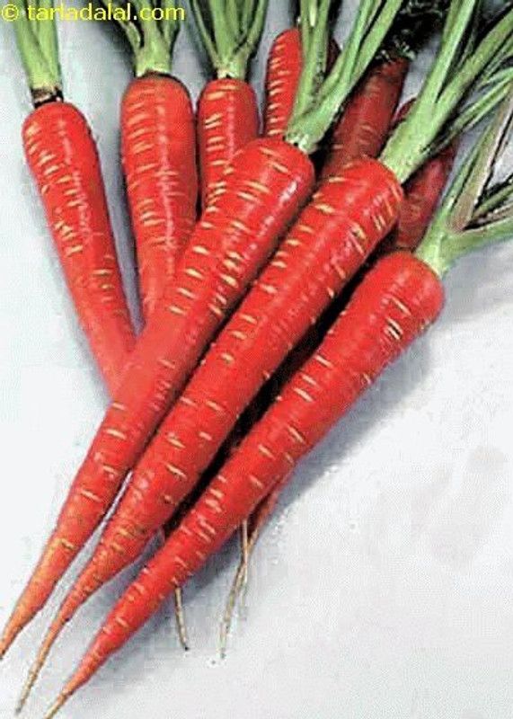 Mozette Red Carrot Seed  (24 per packet)