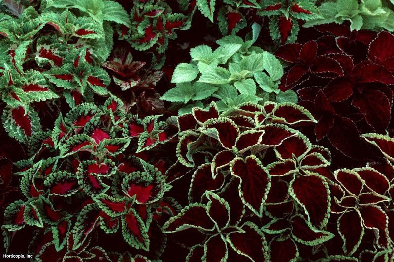 KANAYA Coleus Rainbow Mix Flower Seeds For Kitchen Gardening Seed  (48 per packet)
