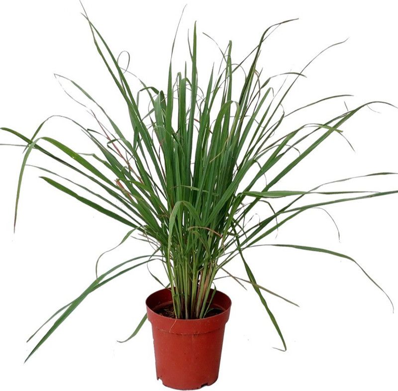 green garden nursery Lemon Grass Plant  (Hybrid, Pack of 1)