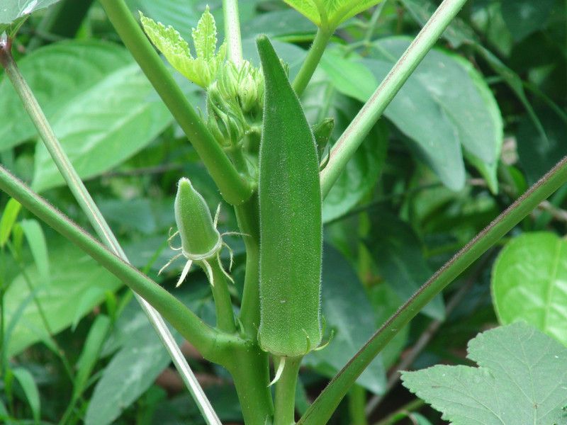 FRESHO Ladies Finger/Bhendi F85 Seed  (90 per packet)