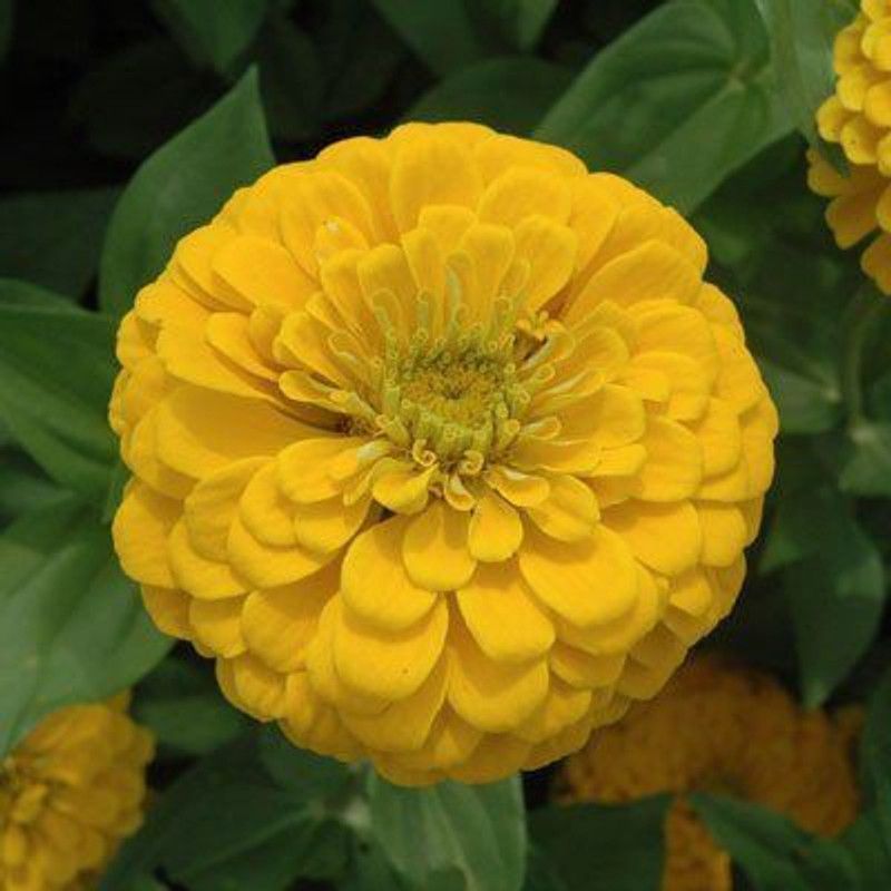 Paudha Zinnia Yellow Seed  (41 per packet)