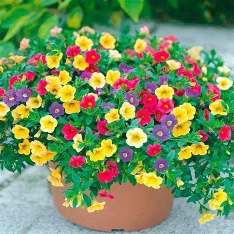 CYBEXIS Mixed Petunia Flower Seeds Seed  (1 g)