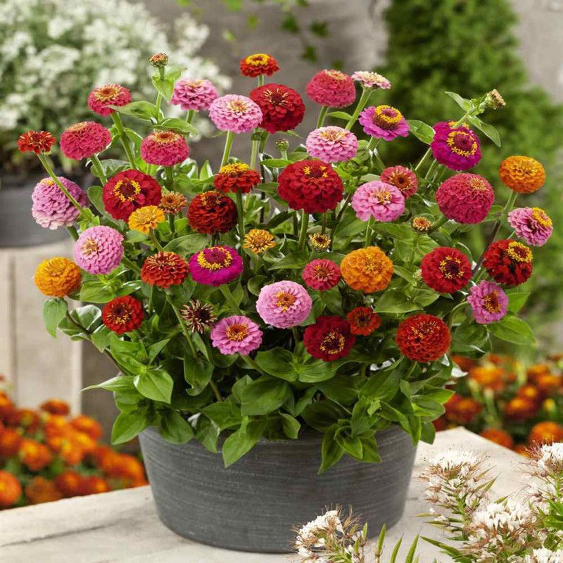 Paudha Zinnia Mix flower Seed  (16 per packet)