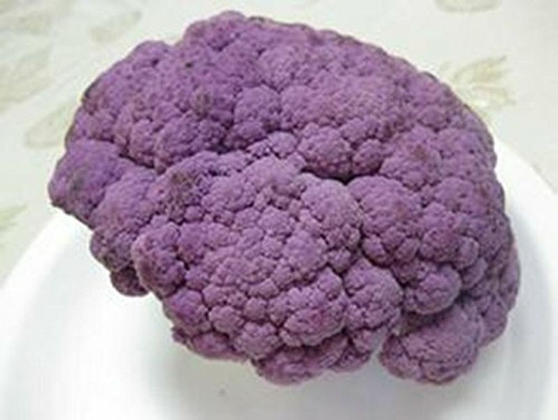 XOLDA Organic Cauli purple Seed  (39 per packet)