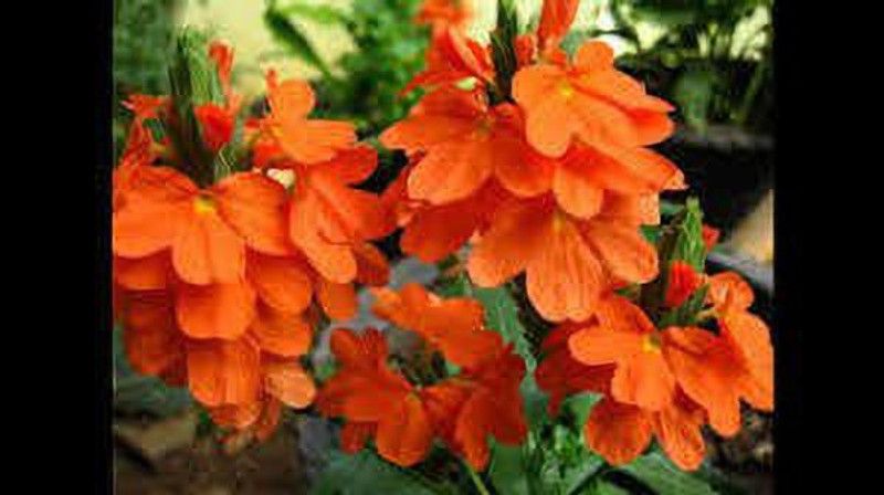 Oliver kanakambaram,firecracker,tropical flame,orange colour flower seed Seed  (40 per packet)