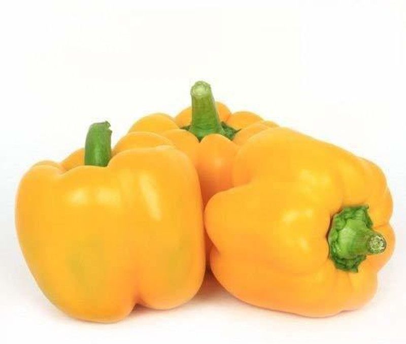 DIOART F1 HYBRID CAPSICUM SEEDS-69 Seed  (500 per packet)