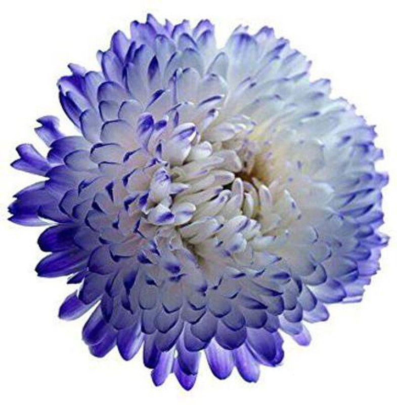 CYBEXIS F1 Hybrid Miracle Daisy Seeds -White and Blue Seed  (1 g)