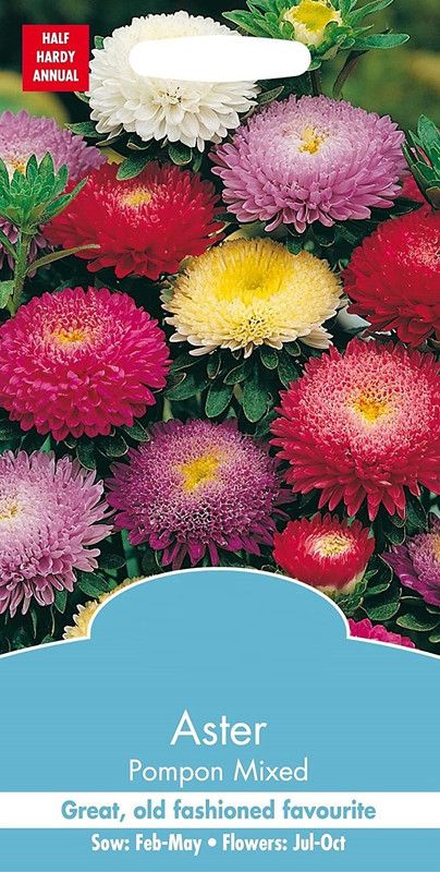 CYBEXIS Flower - Aster Pompon mixed Seed  (50 per packet)