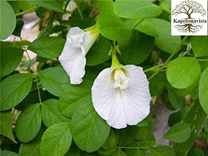 Kapebonavista Shankha Pushpa Safed Koyala Aparajita plant, it is a plant not a seed Seed  (1 per packet)
